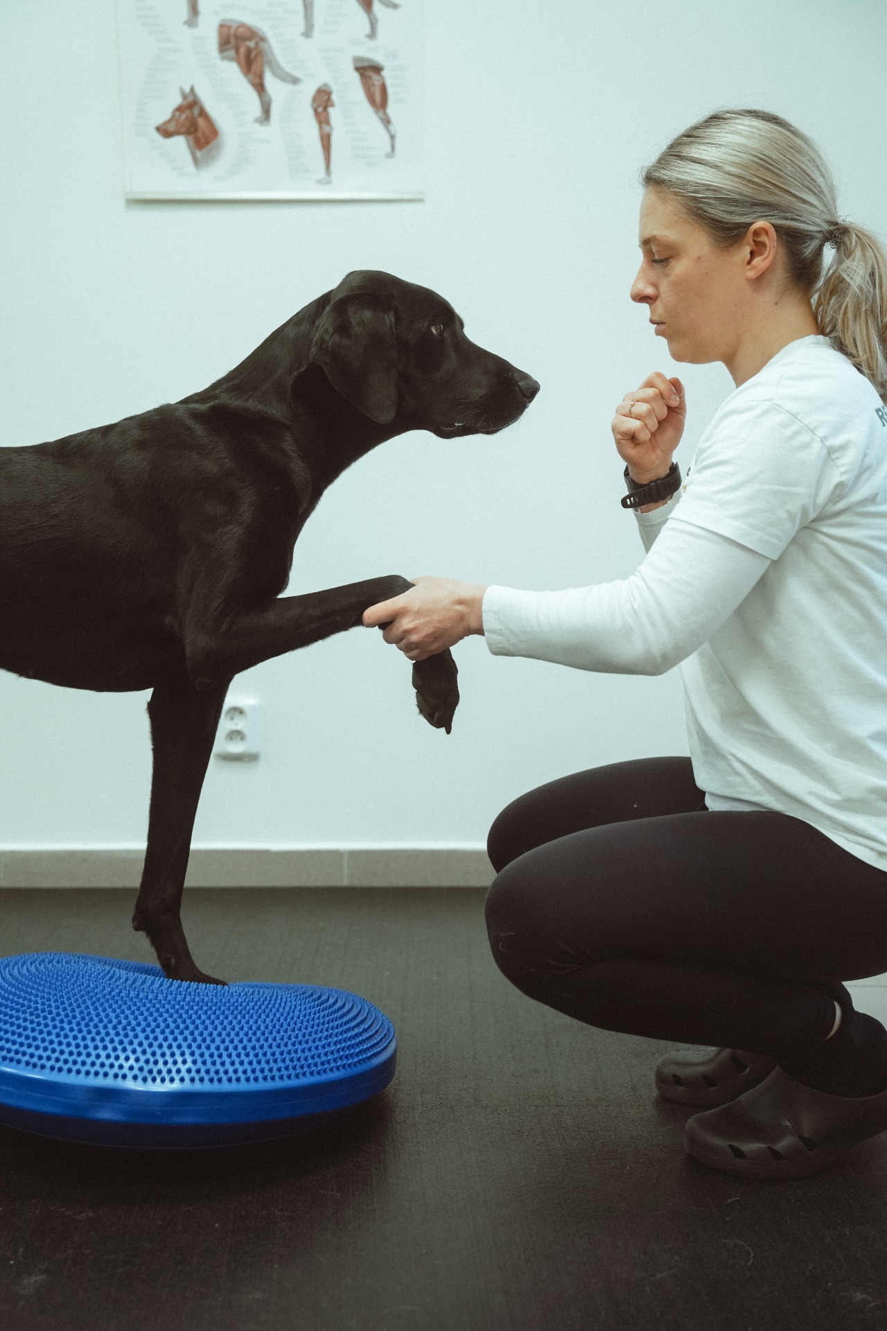 Pes cvičící na balanční čočce